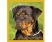   - Magnetic Bookmark Rottweiler Puppy Bookmark