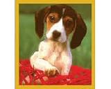 Beagle In Basket
