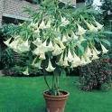 *GIANT FLOWERS WHITE ANGEL TRUMPETS*25 seeds*rare#1076 *GIANT FLOWERS WHITE ANGEL TRUMPETS*25 seeds*rare#1076