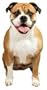 English Bulldog Die-Cut Photographic Magnet