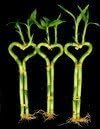 Betterdecor-3 Pairs (3 Pieces) of 6 Inches Heart-shaped Lucky Bamboo for Gift and Fengshui by Betterdecor