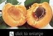 Gold Kist Apricot Tree Five Gallon