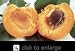 Gold Kist Apricot Tree Five Gallon