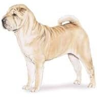 7.5cm x 5cm Acrylic Fridge Magnet-Sharpei