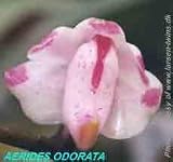 Aerides odoratum 557S