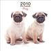 pug9  - Pugs 2010 Mini Wall Calendar