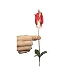 Torch to Rose - Fackel verwandelt sich in eine Rose Zaubertrick, Zaubertricks