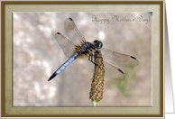 Dragonfly, Mother's Day Card