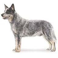 7.5cm x 5cm Acrylic Fridge Magnet-Australian Cattle Dog