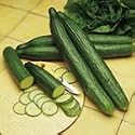 SUTTONS SEEDS: Cucumber Telegraph Improved Seeds (8 seeds)