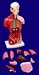 Pacific Science Human Torso w/Organs Anatomy Model Kit (10 Tall)