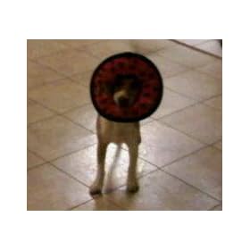 Tuffy's Ultimate Ring Dog Toy