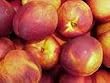Dwarf Red Sunset Nectarine Tree Five Gallon
