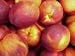 Dwarf Red Sunset Nectarine Tree Five Gallon