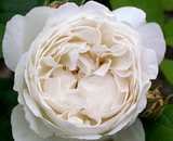 Eigenschaften Tönnissen  / Englische Rose Winchester