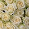 12 Gift Wrapped White Silk Roses - Valentine's Day