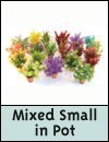 Rosewood Sydeco Assorted (Aquarium/fish Tank Decor) - Aquaplant Mixed Small In Pot Height 15cm