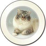 TABBY BIRMAN CAT Tax Disc Holder