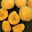 Autumn Glo Apricot Tree Five Gallon