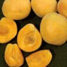 Autumn Glo Apricot Tree Five Gallon