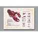 Hoffmaster 310601 Dollar Wise Recycled Paper Fashion Placemat, 14" Length x 10" Width, Lobster (Case of 1000)
