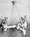 Tools & Hardware : Crane Plumbing 830AA Service Sink Faucet