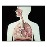 Human Body Systems: Respiratory DVD by Ann R. Edson M.Ed. and Richard Harris by 