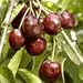 Craigs Crimson Cherry Tree Five Gallon--Self Fertile Semi Dwarf Variety