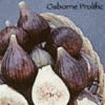 Potted Osborne Prolific Fig Tree