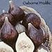 Potted Osborne Prolific Fig Tree