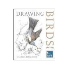 Drawing Birds