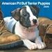 American Pit Bull Terrier Puppies 2009 Wall Calendar