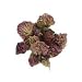 Red Clover Blossoms - 1 Lb. - Bulk
