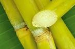 *Rare*WORLDS TALLEST SUGARCANE*100 seeds*SWEETEST*#1100