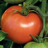 Organic Wisconsin 55 Slicing Tomato Plant - ORDER NOW ! - B001M2CZJY