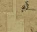 Devon Park Ducks Scripted Wallcovering