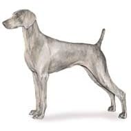 7.5cm x 5cm Acrylic Fridge Magnet-Weimaraner
