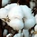15 Cotton Seeds: Gossypium hirsutum Easy to Grow Rajhans Variety Plants produces good yields of quality white cotton. Cotton will grow anywhere dandelions will grow. Great learning project for kids. 120-140 days to harvest.