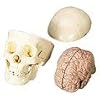 Educational Toys,Amazon.com