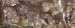 Granular Olibanum Somali (frankincense) 1oz 1/2 (IGOLI)