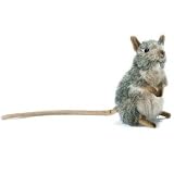 Elephant Mouse 5