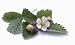Pflanzenset: 3 x Fragaria vesca 'White Delight' - Weißfrüchtige Walderdbeere