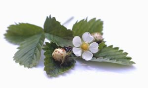 Pflanzenset: 3 x Fragaria vesca 'White Delight' - Weißfrüchtige Walderdbeere