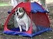 Kyjen Large Pet Tent and Shelter