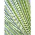 Fadenvorhang Fadengardine uni gr�n 140x250 cm extra breit