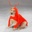 Dog Costume - Maine Lobster Dog Halloween Costume - X-Large (XL)