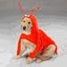 Pet Supplies : Dog Costume - Maine Lobster Dog Halloween Costume - X-Large (XL)