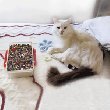 * * Mr. Kitty''S Big Bead Bonanza - Beads Mix - 1/2 Pound