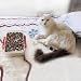 * * Mr. Kitty''S Big Bead Bonanza - Beads Mix - 1/2 Pound