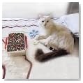 Mr. Kitty''S Big Bead Bonanza - Beads Mix - 1/2 Pound